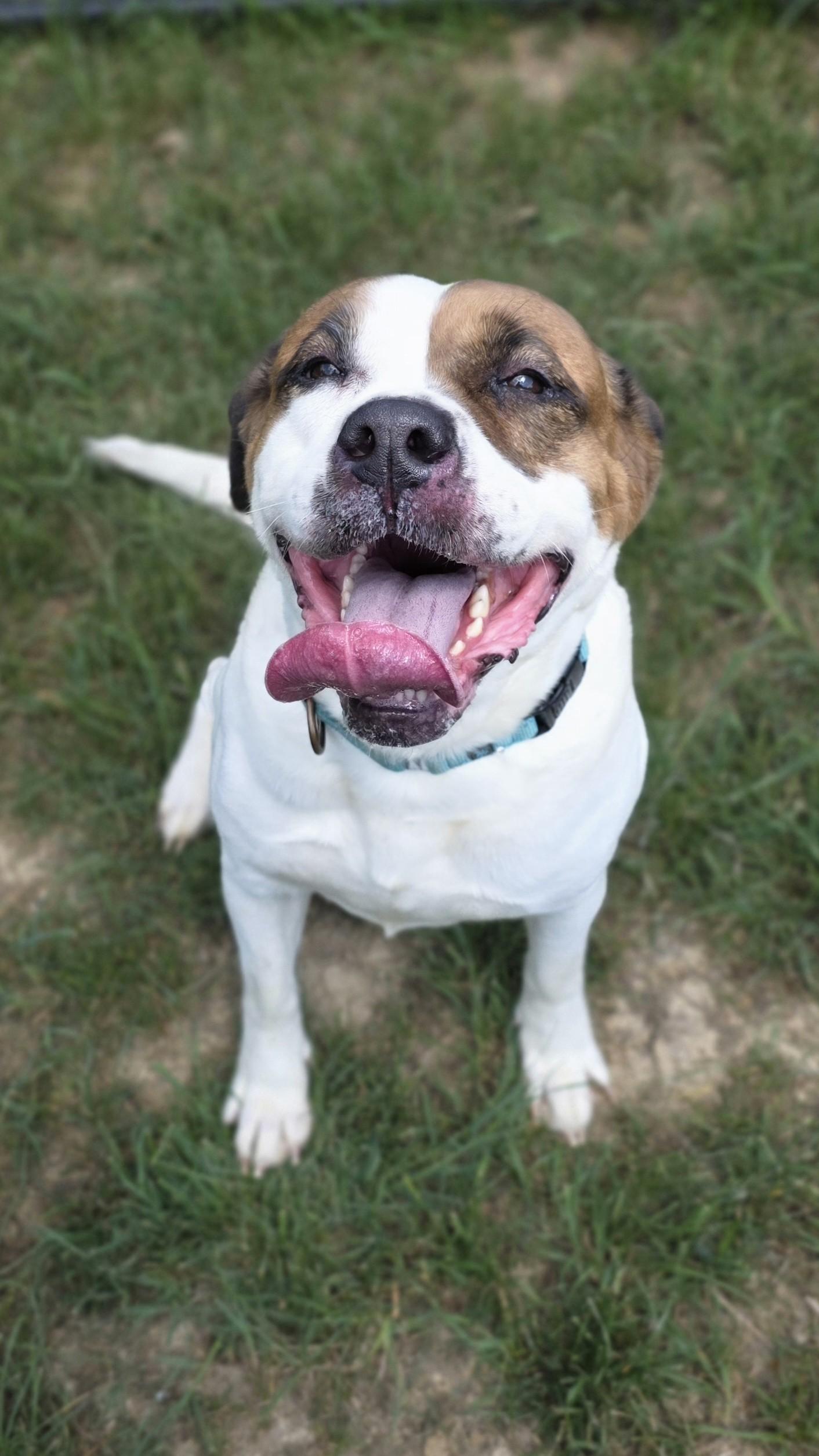 Enlarge Nana, a ADOPTABLE mixed breed in Shepherdsville, KY image 4/5