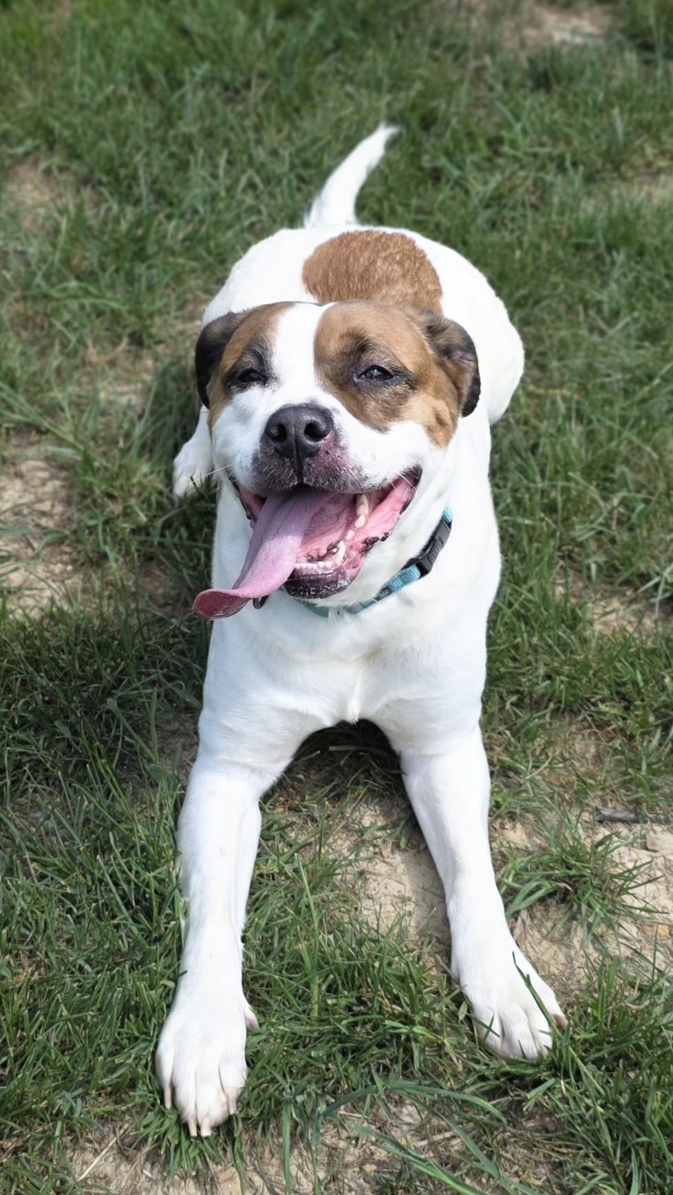 Enlarge Nana, a ADOPTABLE mixed breed in Shepherdsville, KY image 1/5