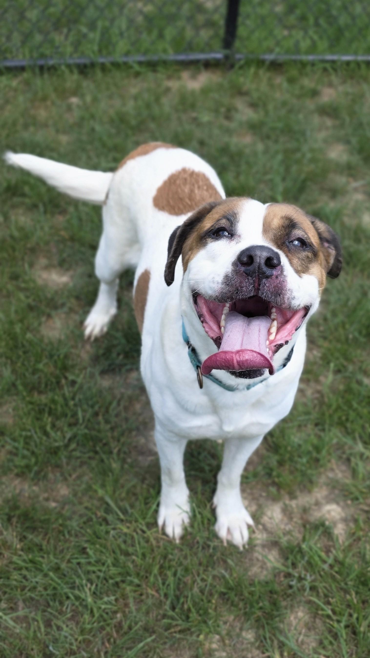 Enlarge Nana, a ADOPTABLE mixed breed in Shepherdsville, KY image 2/5