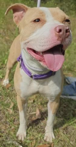 Esme, Adoptable, Adult Female Mixed Breed & Mixed Breed.
