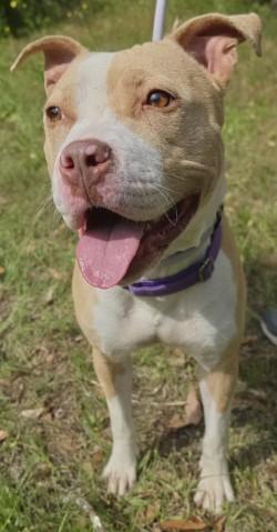 Esme, a Adoptable mixed breed in Savannah, GA image 2/3