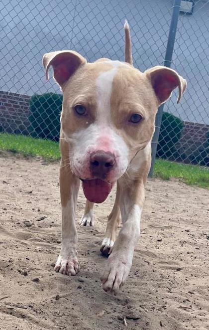 Esme, a Adoptable mixed breed in Savannah, GA image 3/3