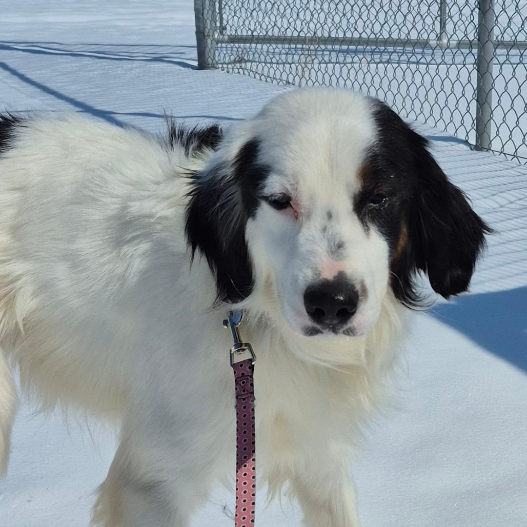 Charlie Corazon, Adoptable, Adult Male Collie & Beagle.