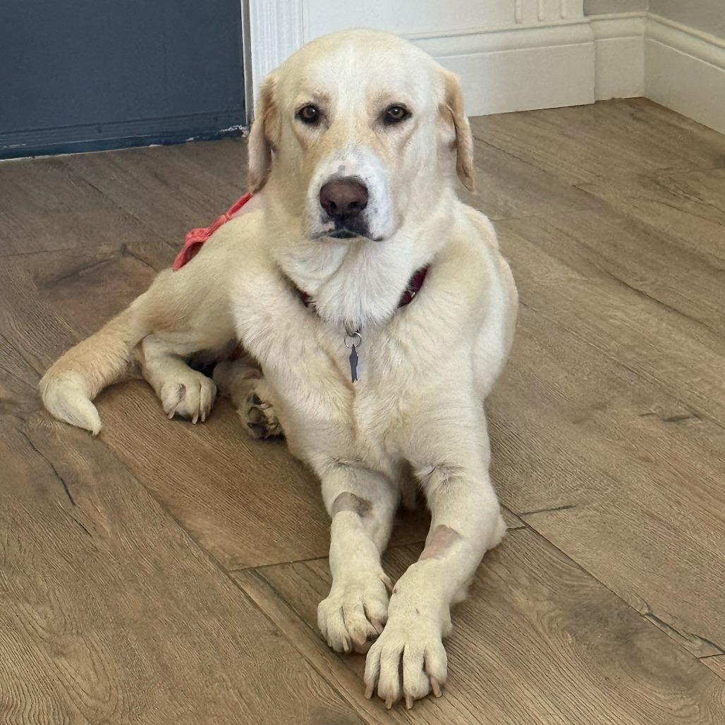 Lainey, Adoptable, Adult Female Yellow Labrador Retriever.