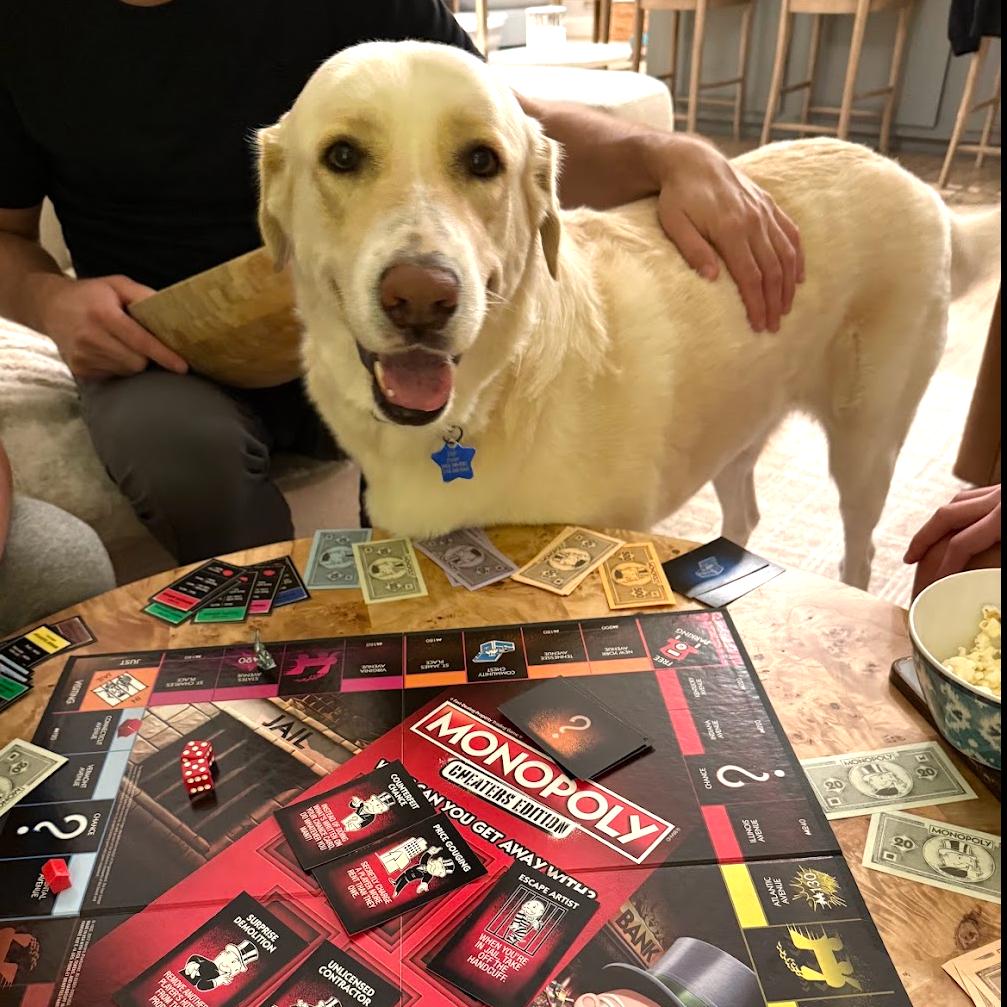 Enlarge Lainey, a Adoptable Yellow Labrador Retriever in Dallas, TX image 1/6