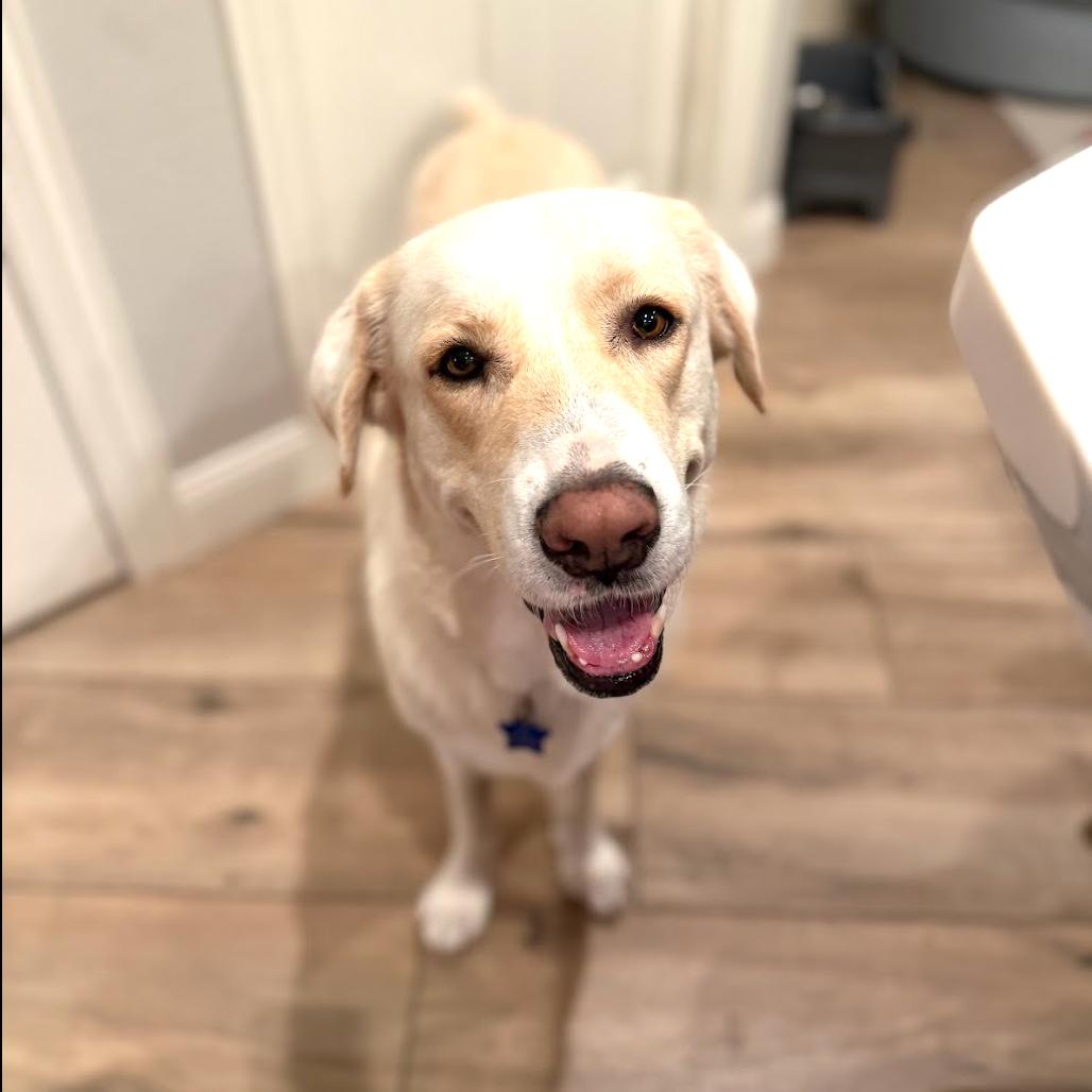 Lainey, a Adoptable Yellow Labrador Retriever in Dallas, TX image 2/6
