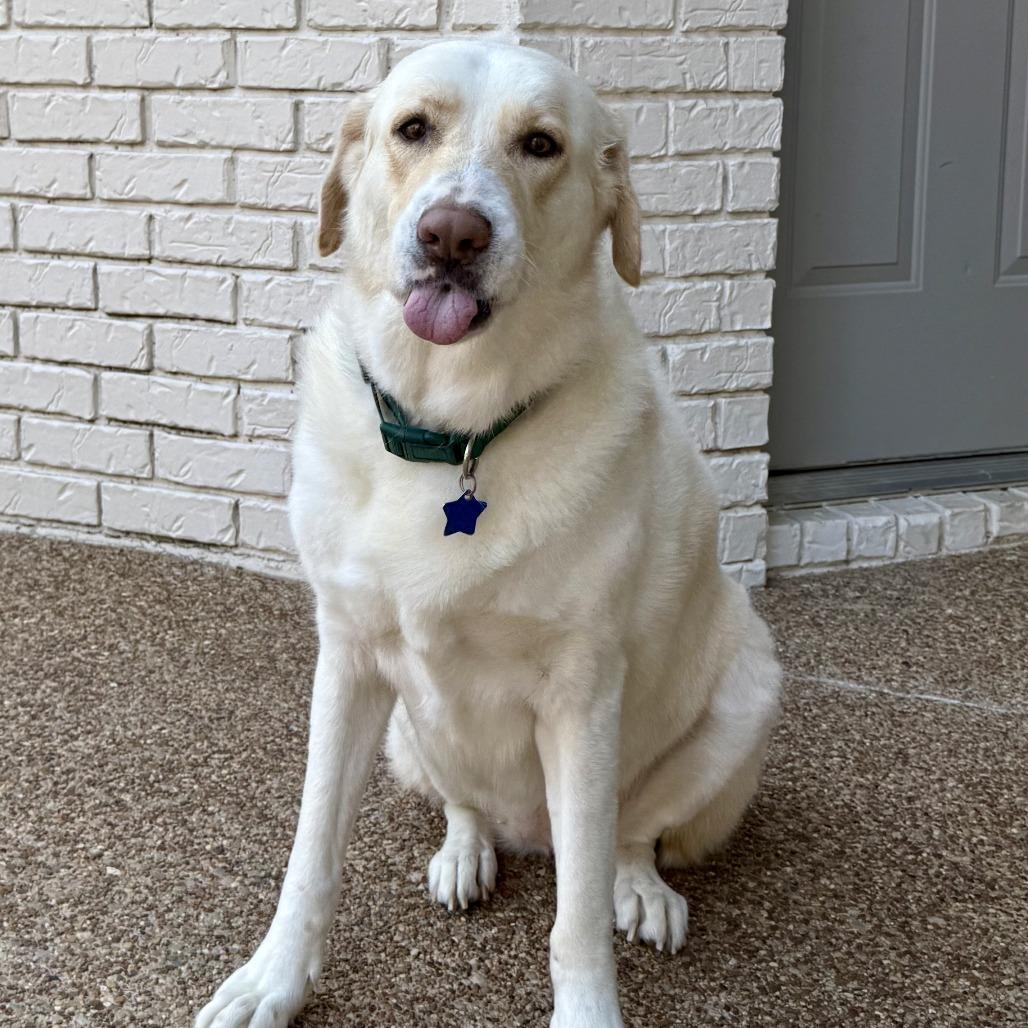 Enlarge Lainey, a Adoptable Yellow Labrador Retriever in Dallas, TX image 3/6