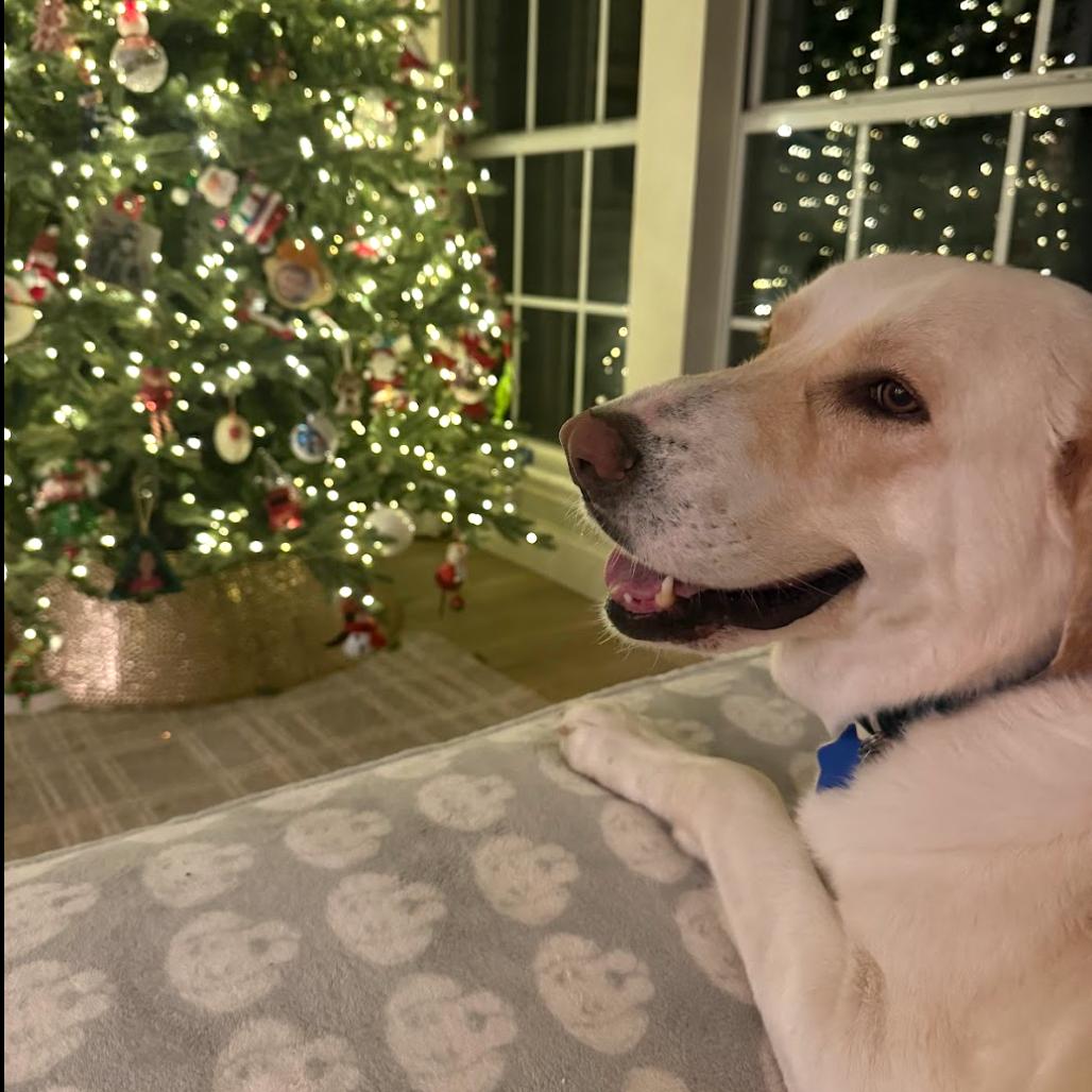 Lainey, a Adoptable Yellow Labrador Retriever in Dallas, TX image 3/6