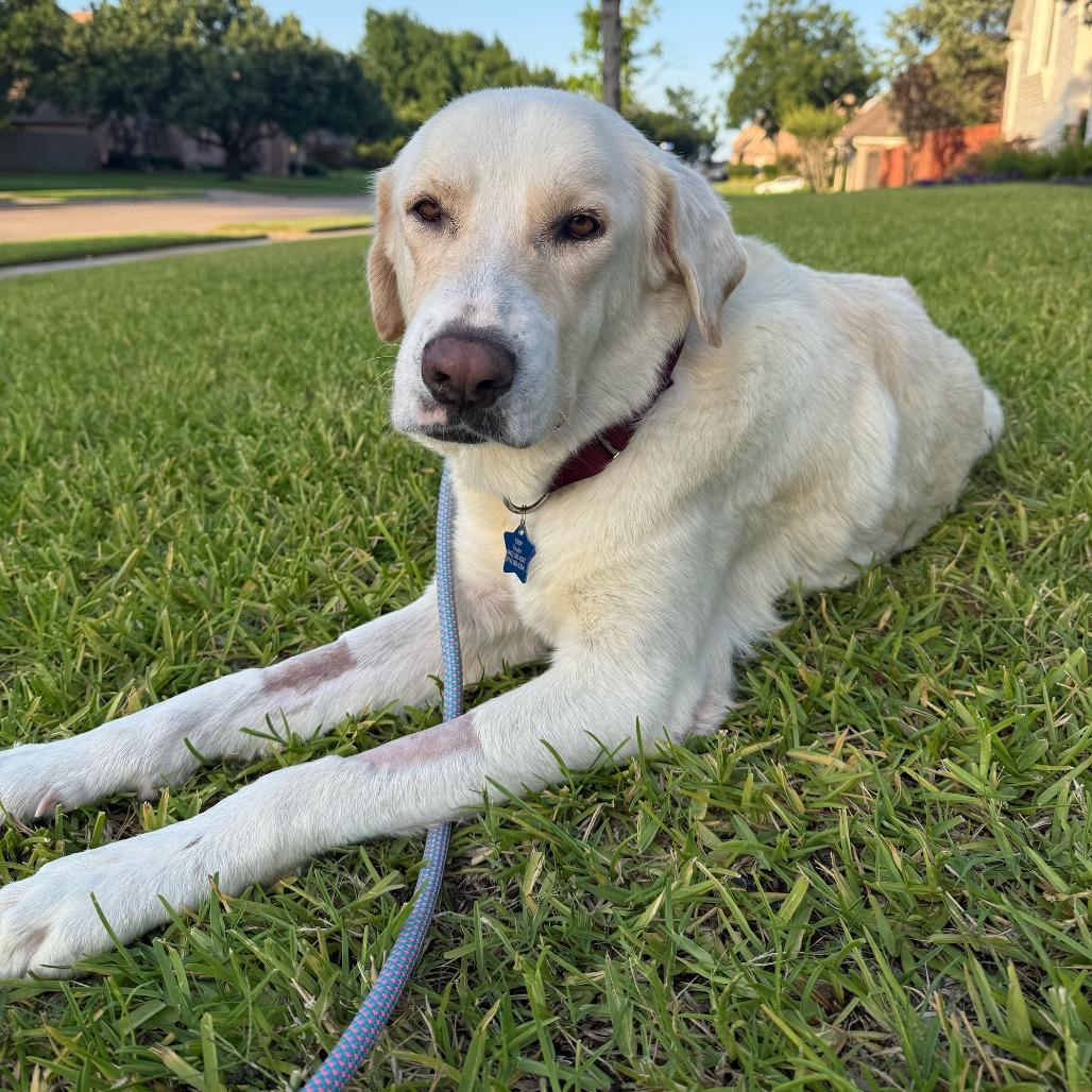 Lainey, a Adoptable Yellow Labrador Retriever in Dallas, TX image 4/6