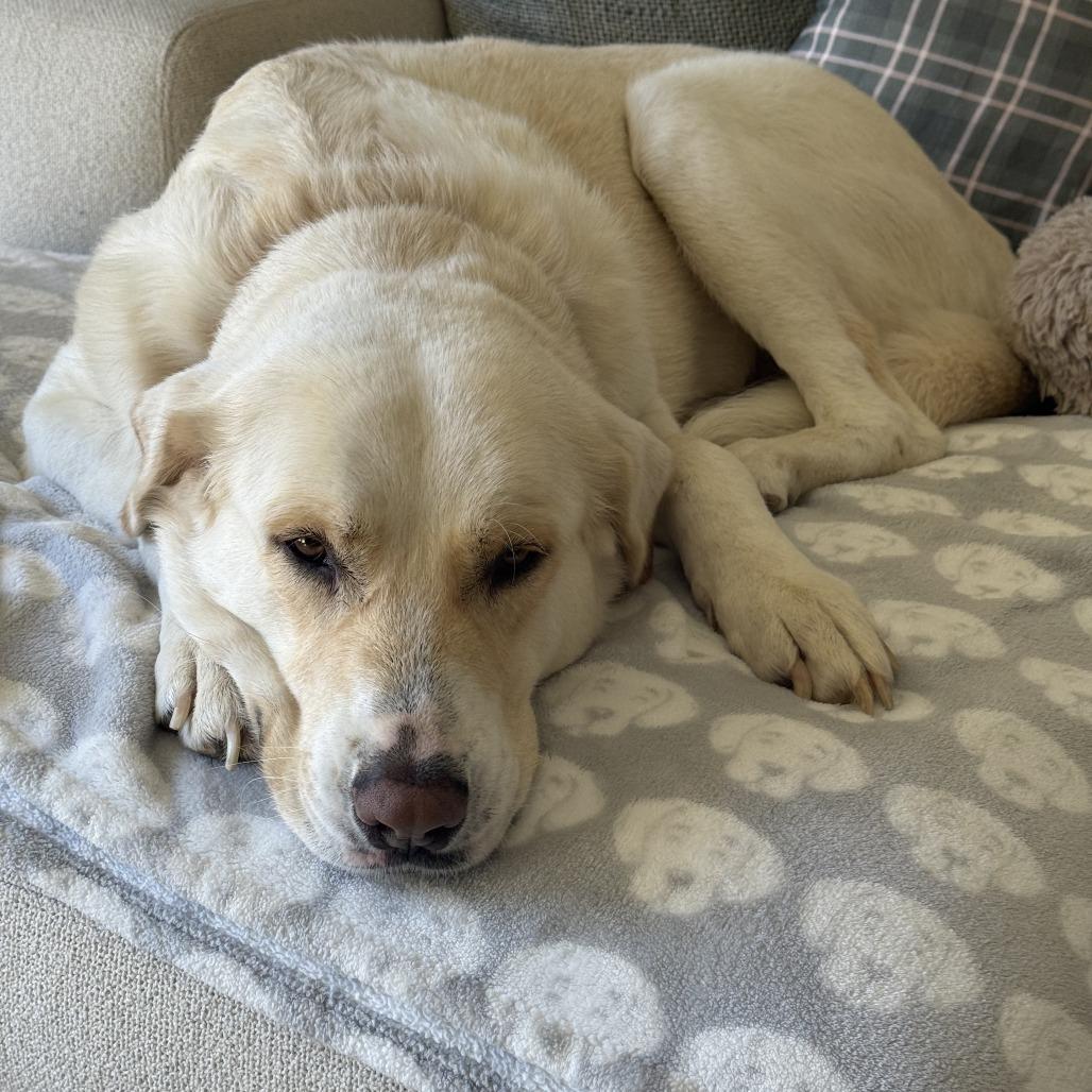 Enlarge Lainey, a Adoptable Yellow Labrador Retriever in Dallas, TX image 4/6