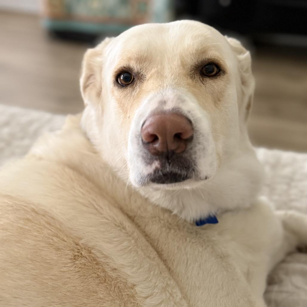 Enlarge Lainey, a Adoptable Yellow Labrador Retriever in Dallas, TX image 5/6