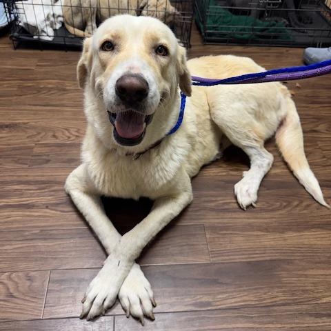 Lainey, a Adoptable Yellow Labrador Retriever in Dallas, TX image 6/6