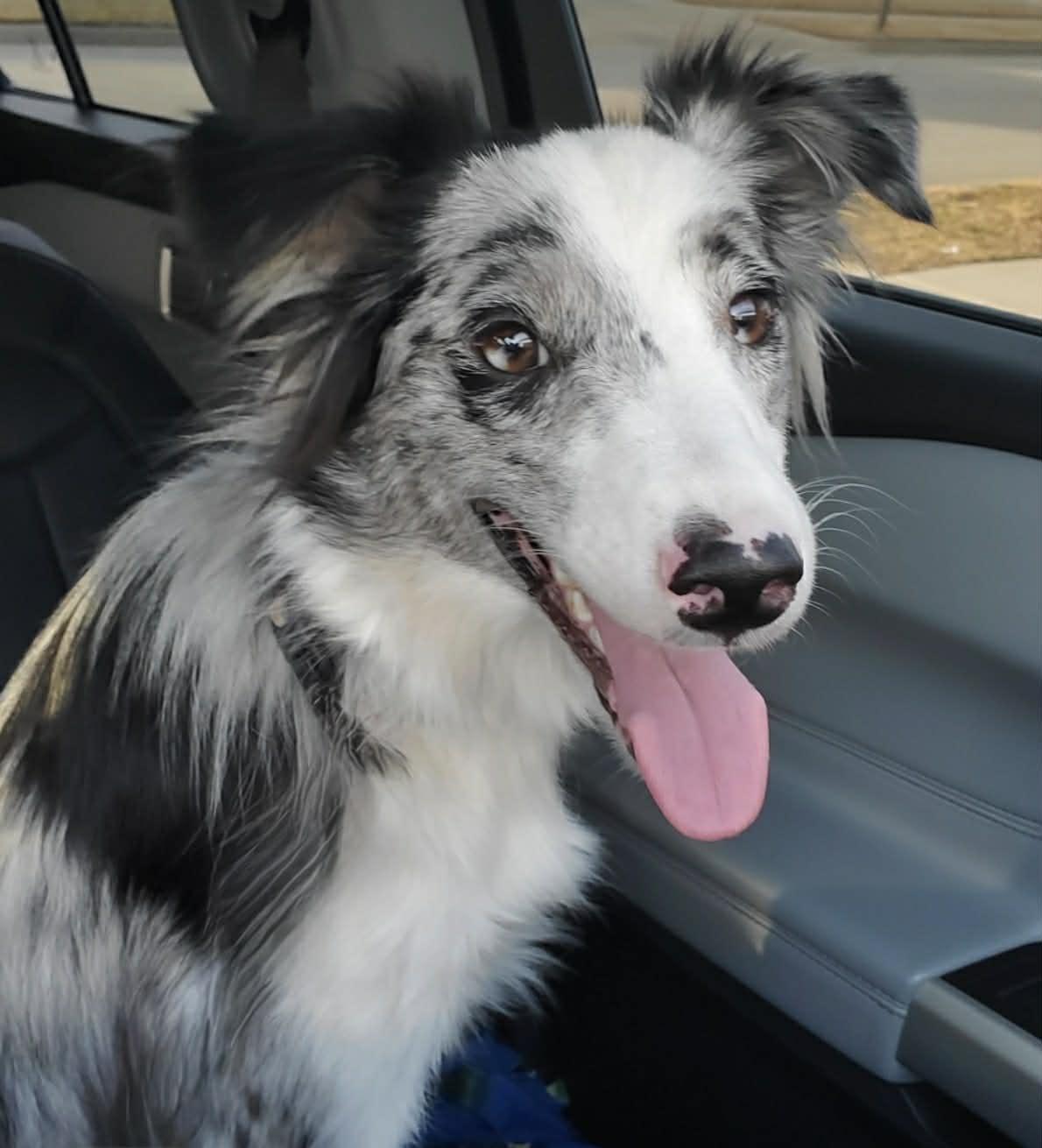Cider, Adoptable, Young Male Border Collie.