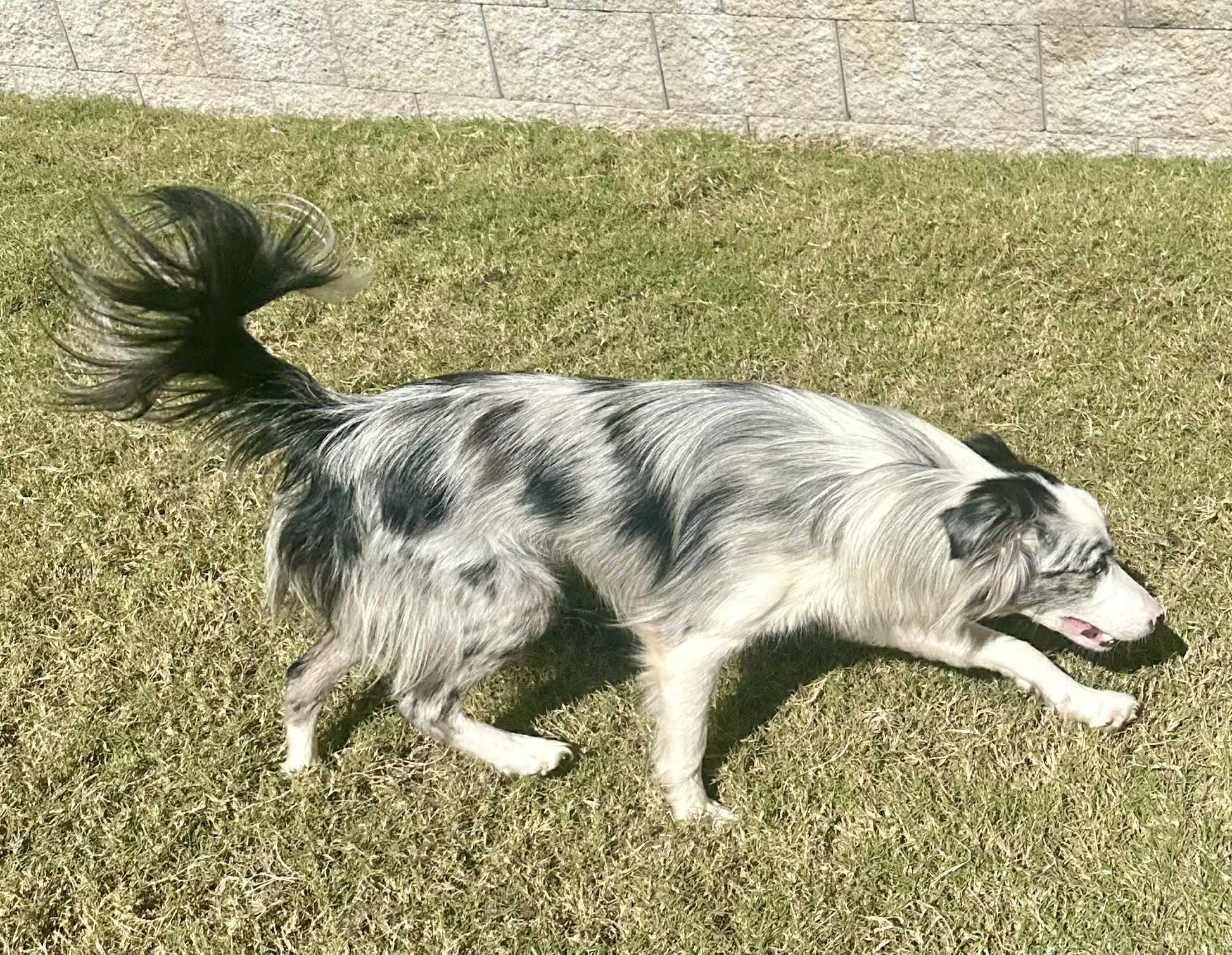 Cider, a Adoptable Border Collie in Oklahoma City, OK image 2/2
