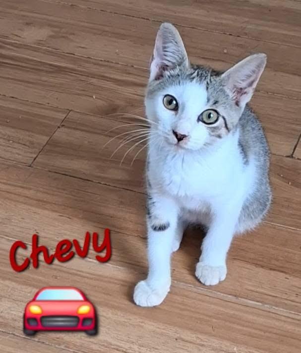 Enlarge Chevy, a Adoptable Domestic Short Hair in Little River, SC image 1/2
