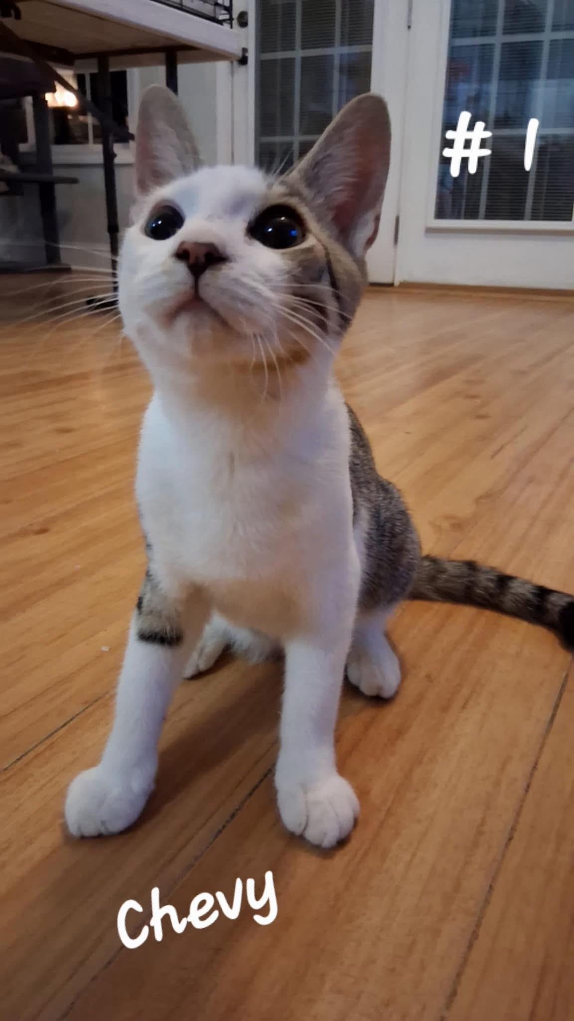 Enlarge Chevy, a Adoptable Domestic Short Hair in Little River, SC image 2/2