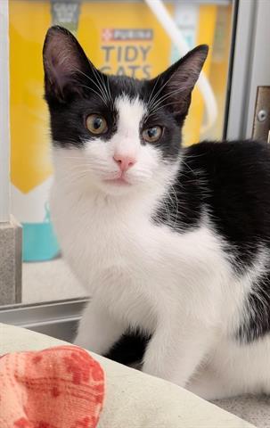 Enlarge JONATHAN, a Adoptable Domestic Short Hair in Canfield, OH image 1/1