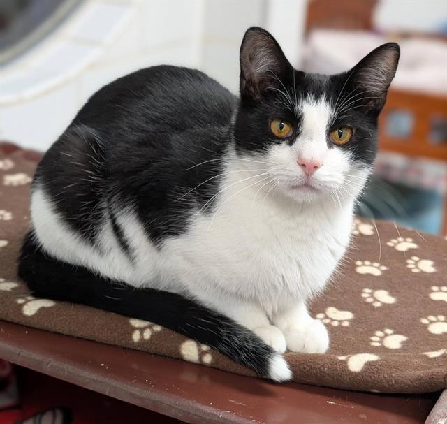 Enlarge JONATHAN, a Adoptable Domestic Short Hair in Canfield, OH image 1/1