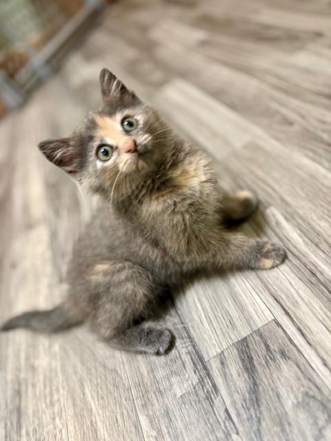 All About Eyes