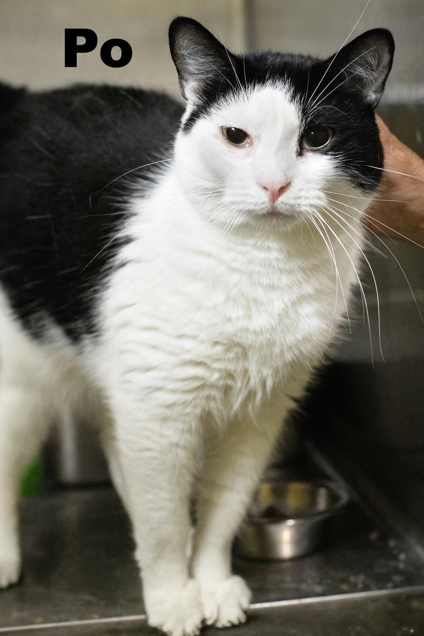 Enlarge Po, an adopted Domestic Short Hair in Macomb, IL image 1/1