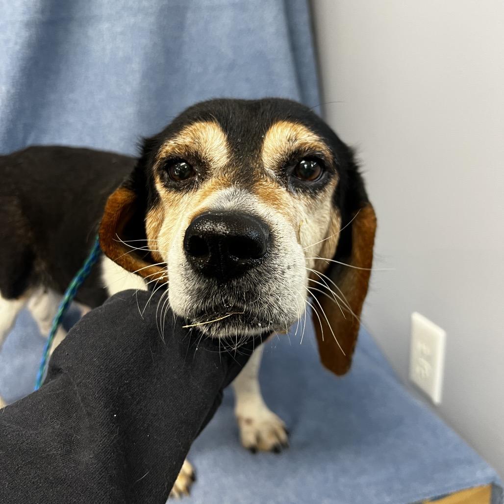 Hazel very sweet, Adoptable, Senior Female Beagle.