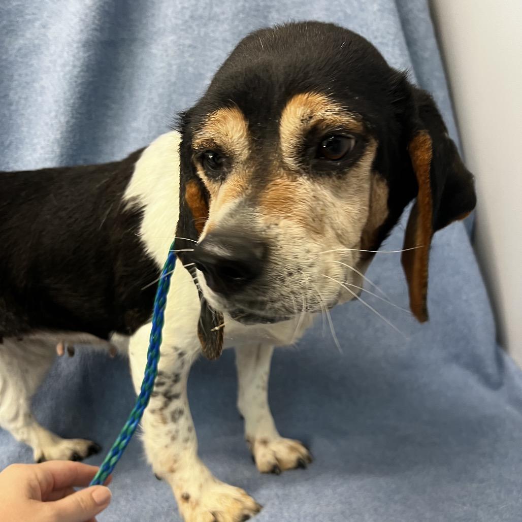 Enlarge Hazel very sweet, a Adoptable Beagle in Kokomo, IN image 2/6
