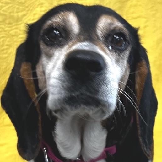 Enlarge Hazel very sweet, a Adoptable Beagle in Kokomo, IN image 3/6