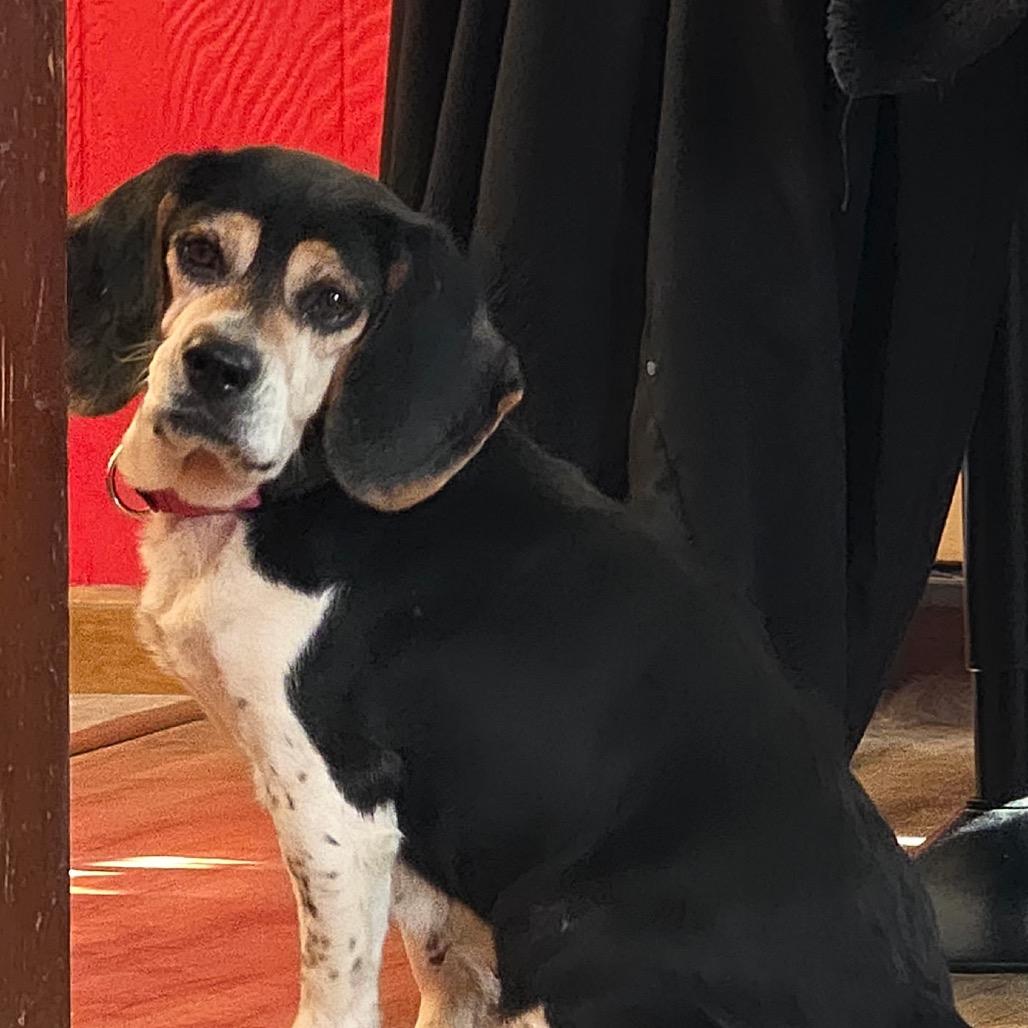 Enlarge Hazel very sweet, a Adoptable Beagle in Kokomo, IN image 3/6