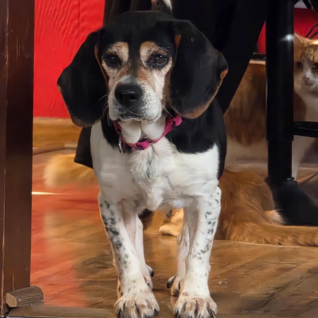 Enlarge Hazel very sweet, a Adoptable Beagle in Kokomo, IN image 4/6