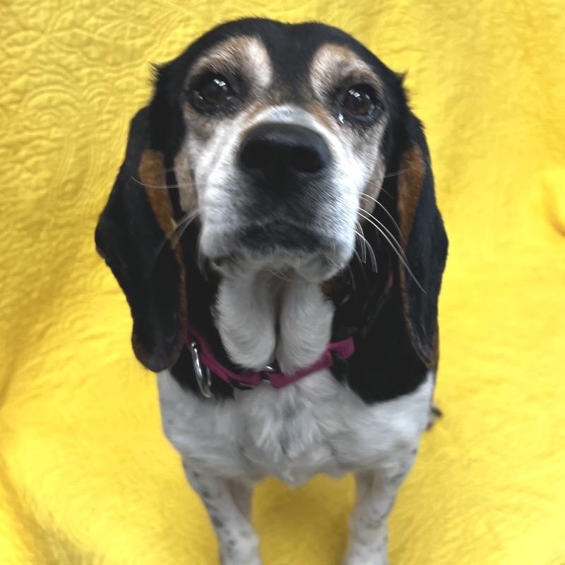 Enlarge Hazel very sweet, a Adoptable Beagle in Kokomo, IN image 5/6