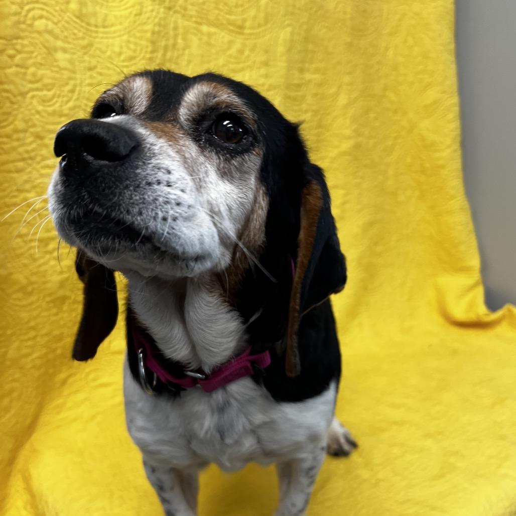 Enlarge Hazel very sweet, a Adoptable Beagle in Kokomo, IN image 6/6