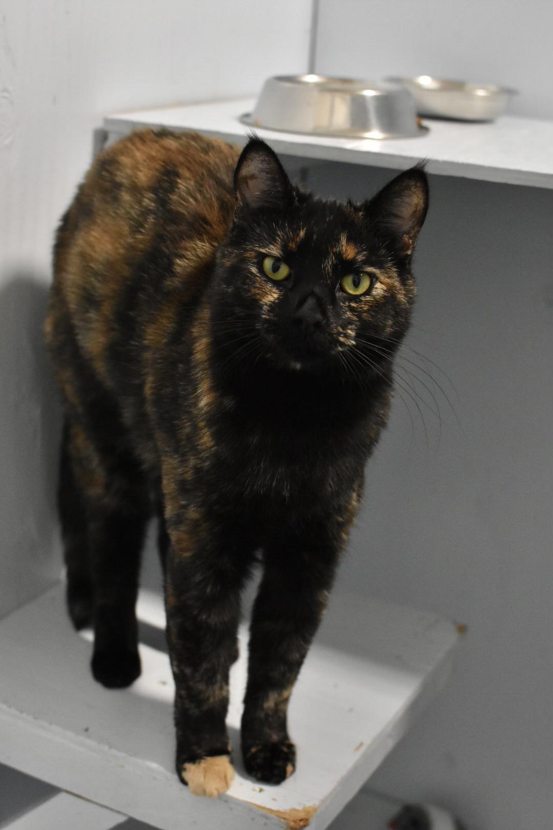 Cha-Cha, Adoptable, Young Female Domestic Short Hair.