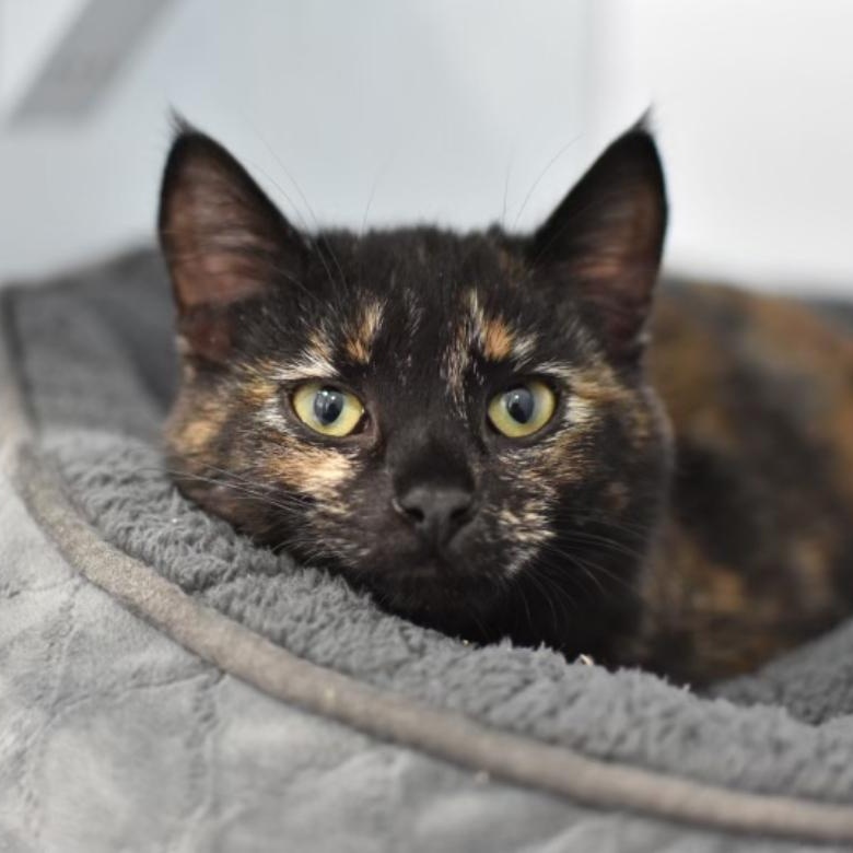 Enlarge Cha-Cha, a Adoptable Domestic Short Hair in Mission, BC image 4/4