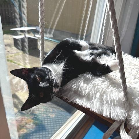 Enlarge Liliana, a Adoptable Domestic Short Hair in Washougal, WA image 1/5