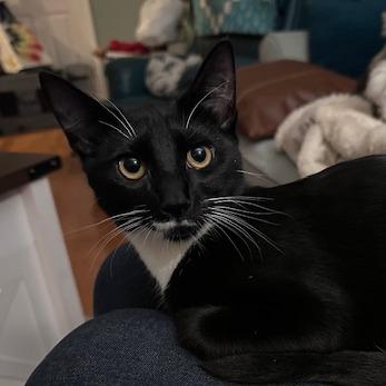 Enlarge Liliana, a Adoptable Domestic Short Hair in Washougal, WA image 2/5