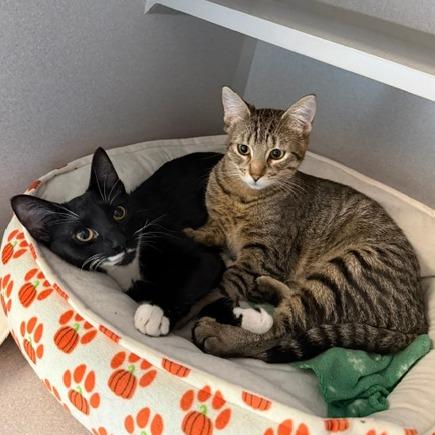 Liliana, a Adoptable Domestic Short Hair in Washougal, WA image 3/5