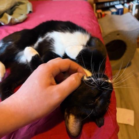 Enlarge Liliana, a Adoptable Domestic Short Hair in Washougal, WA image 3/5