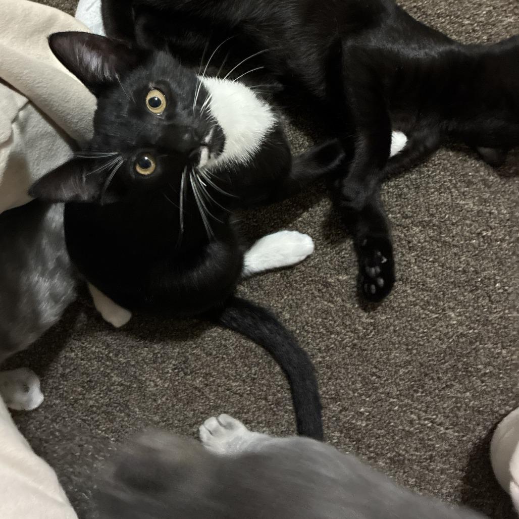 Enlarge Liliana, a Adoptable Domestic Short Hair in Washougal, WA image 4/5