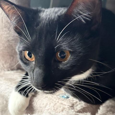 Enlarge Liliana, a Adoptable Domestic Short Hair in Washougal, WA image 5/5