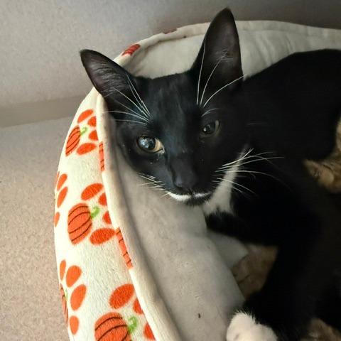 Liliana, a Adoptable Domestic Short Hair in Washougal, WA image 5/5