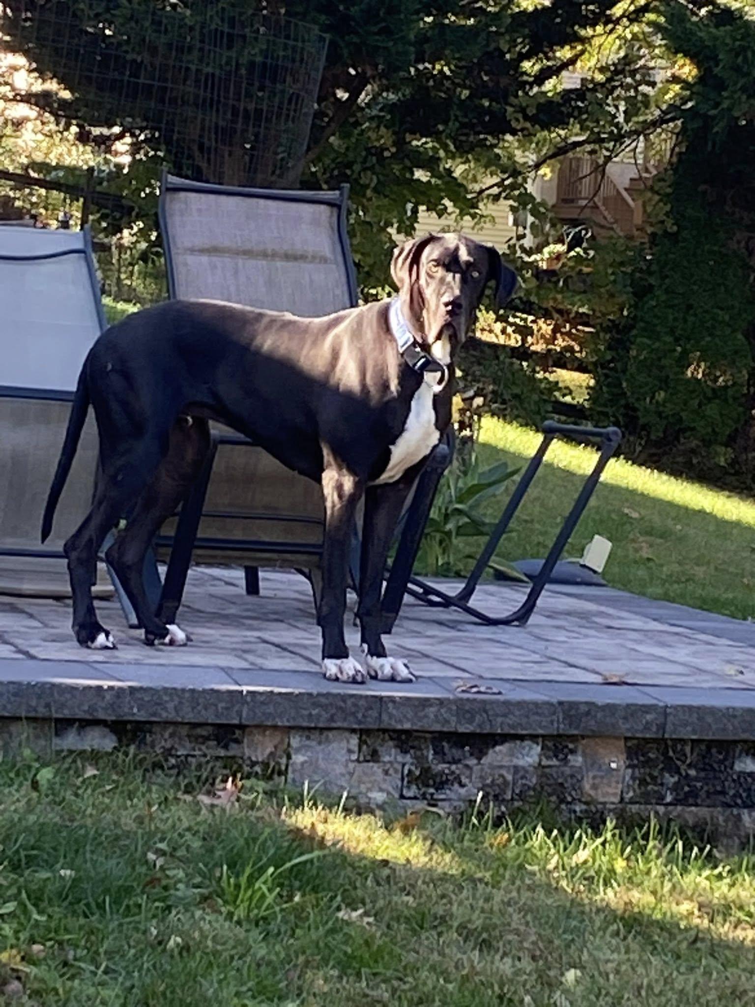 Enlarge Diesel, a Adoptable Great Dane in Glenmoore, PA image 2/4