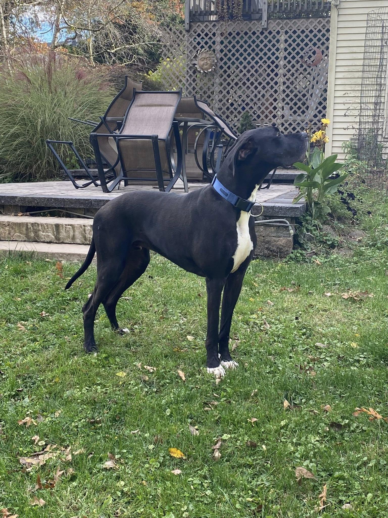 Enlarge Diesel, a Adoptable Great Dane in Glenmoore, PA image 3/4