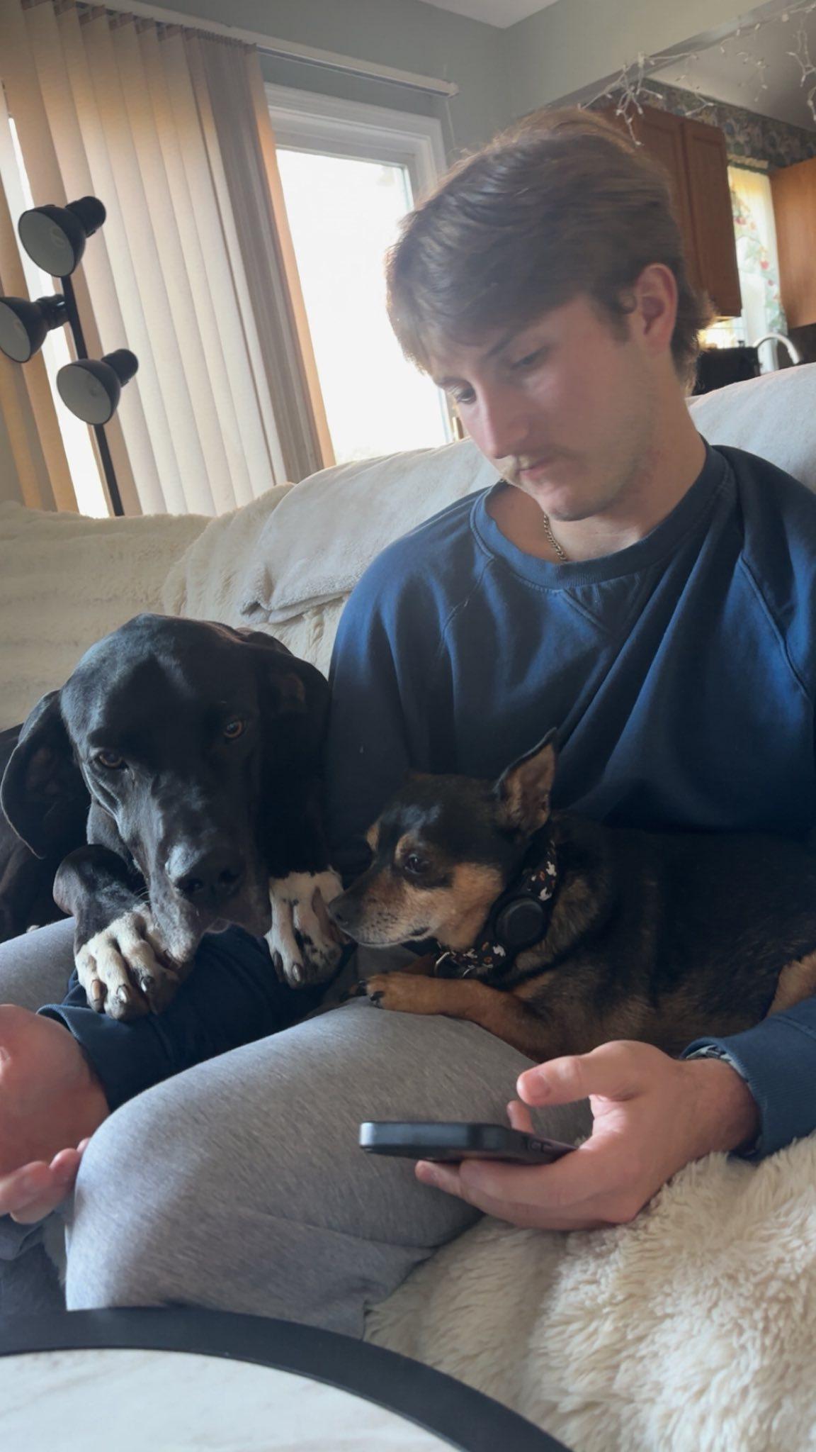 Enlarge Diesel, a Adoptable Great Dane in Glenmoore, PA image 4/4