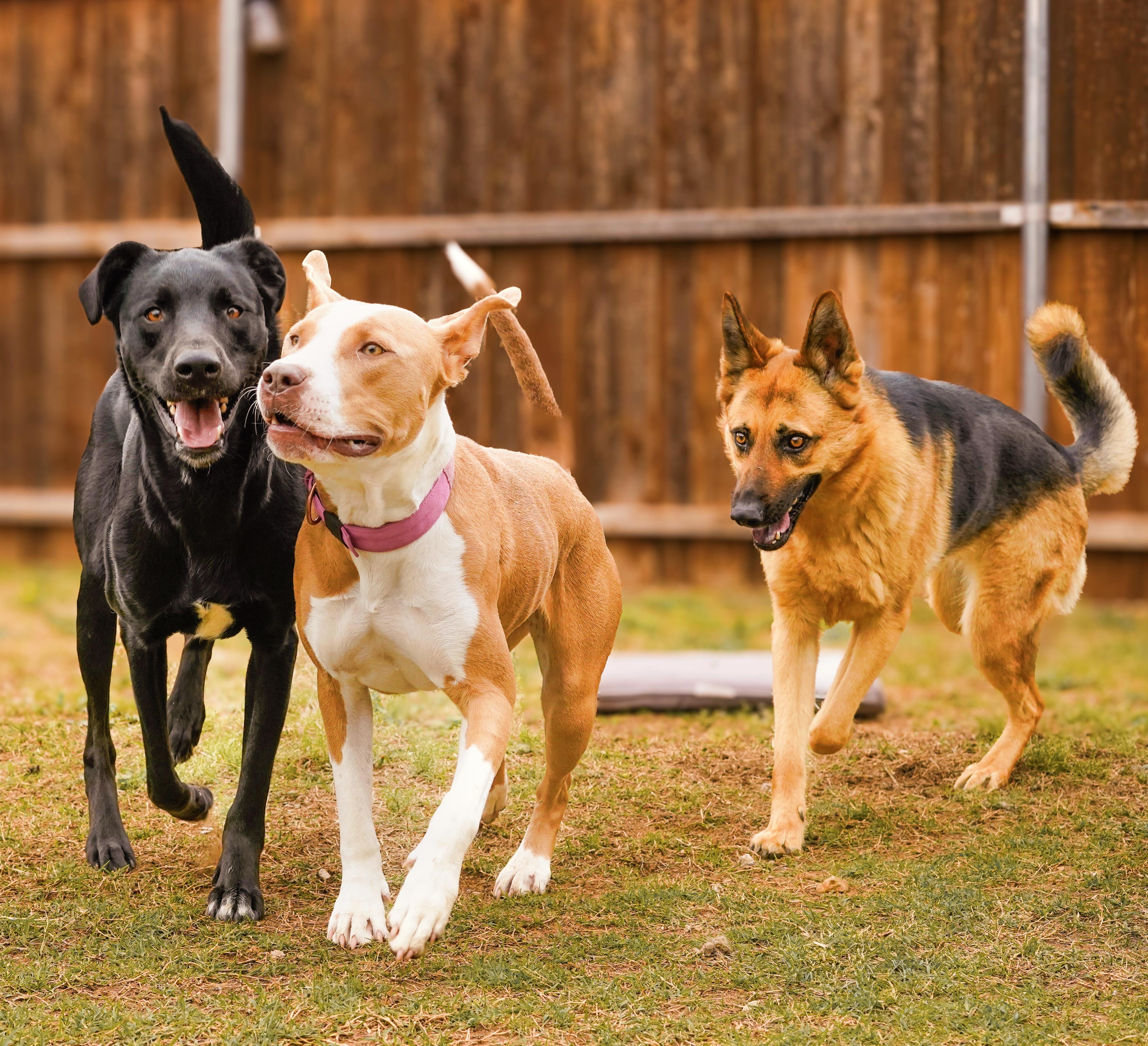 Enlarge Marvin, a Adoptable mixed breed in Ennis, TX image 3/6