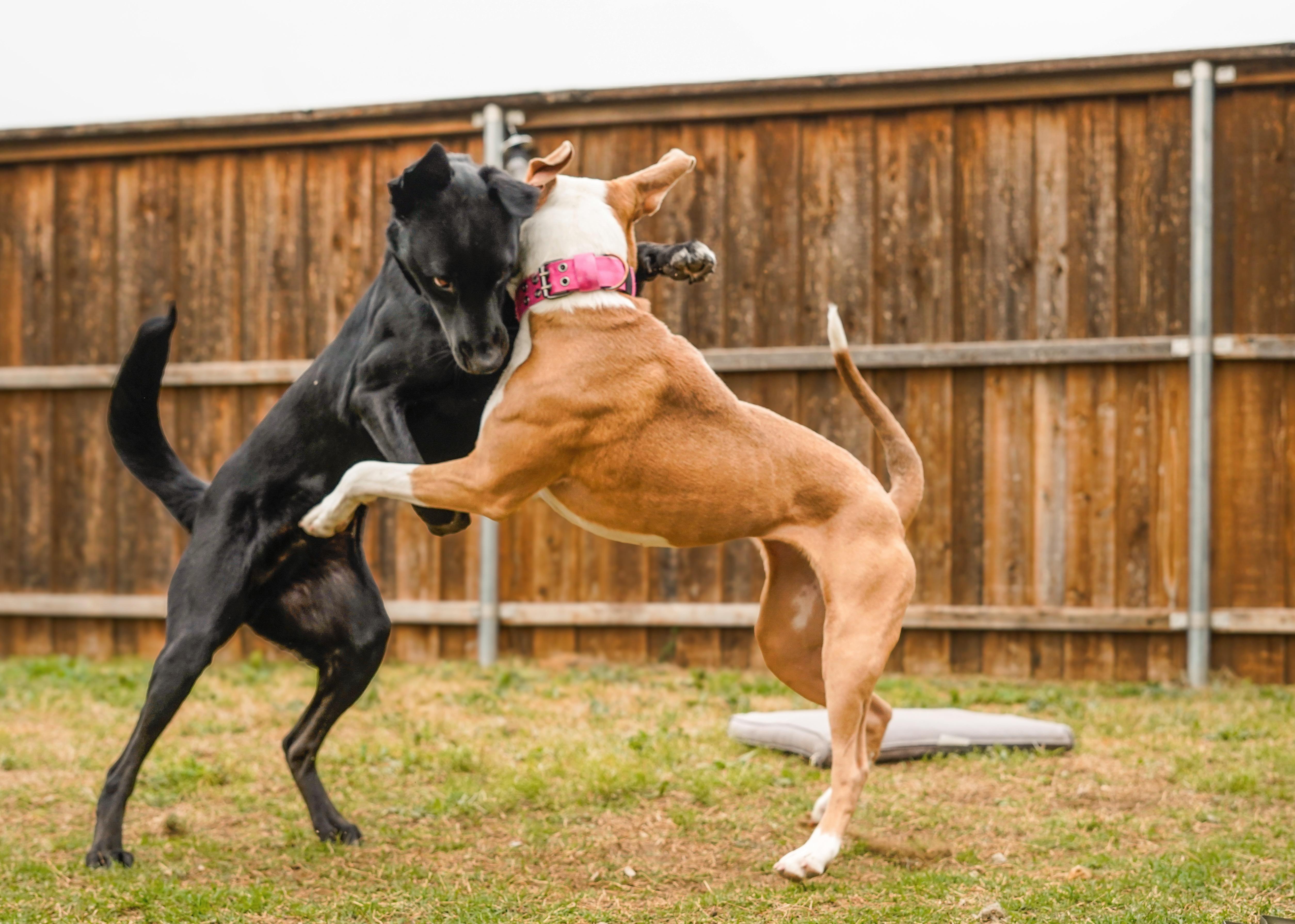 Enlarge Marvin, a Adoptable mixed breed in Ennis, TX image 6/6