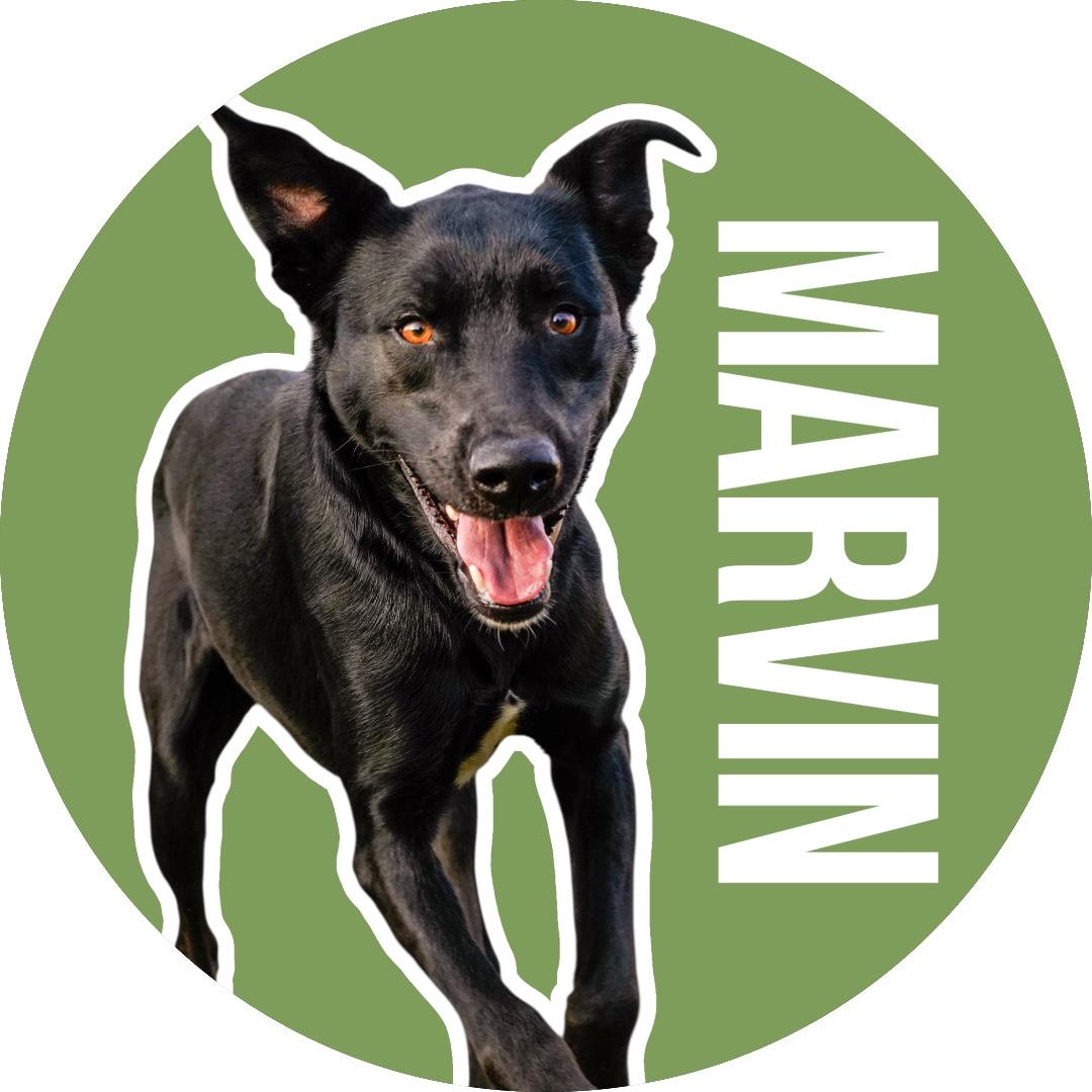 Enlarge Marvin, a Adoptable mixed breed in Ennis, TX image 1/6