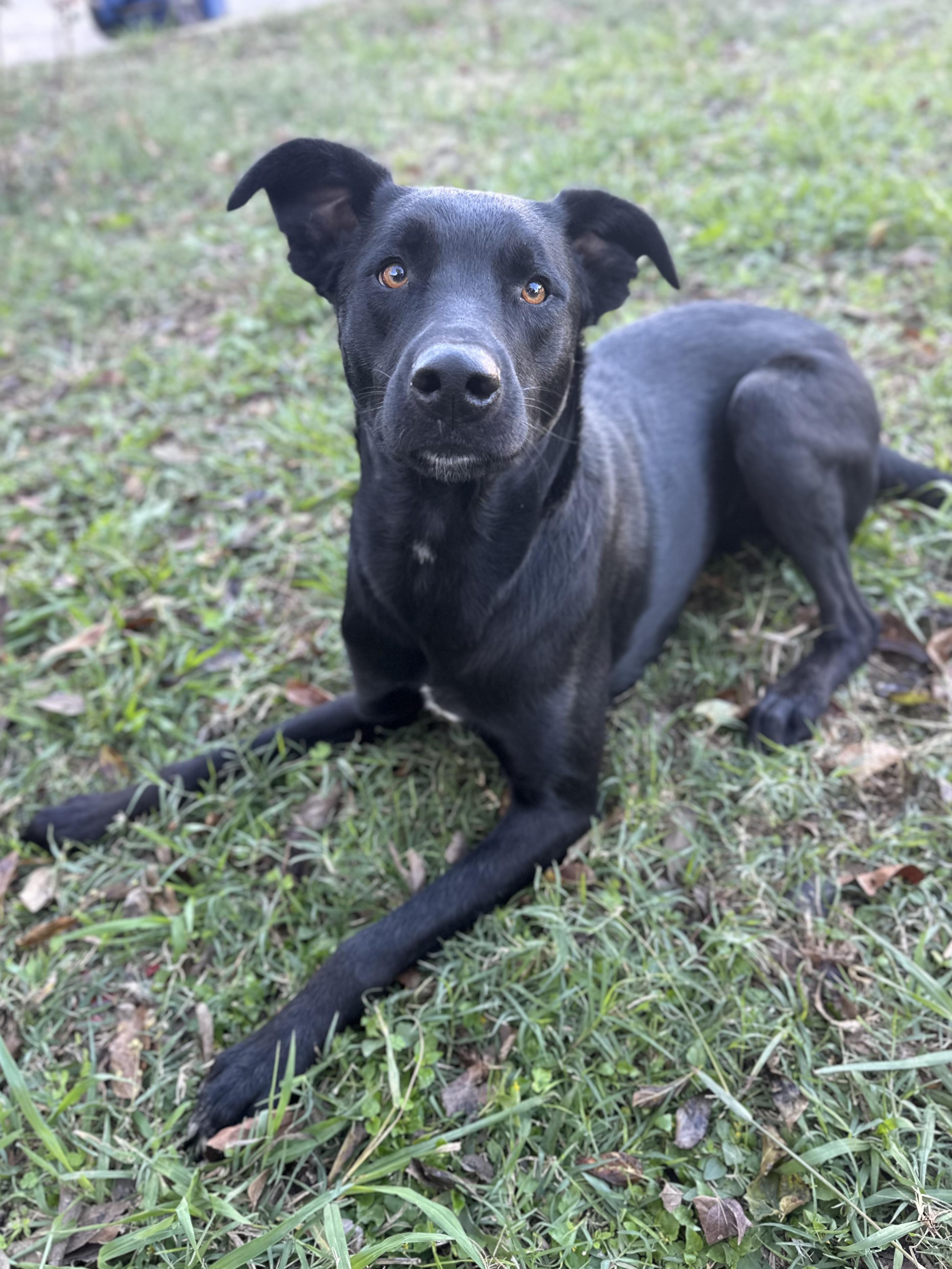 Enlarge Marvin, a Adoptable mixed breed in Ennis, TX image 4/6
