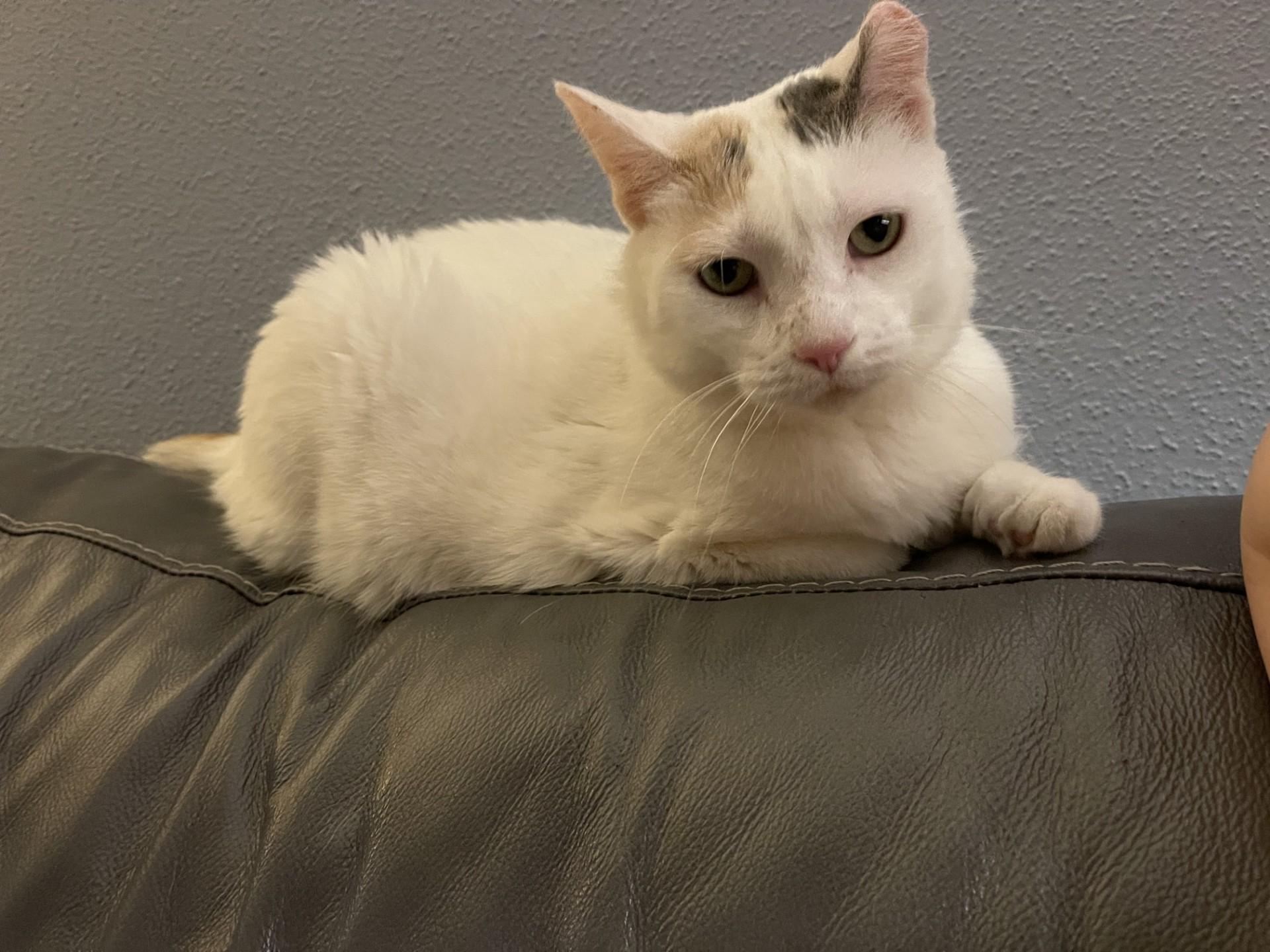SNOWBALL, an adopted Domestic Short Hair in Grand Forks, ND image 1/4
