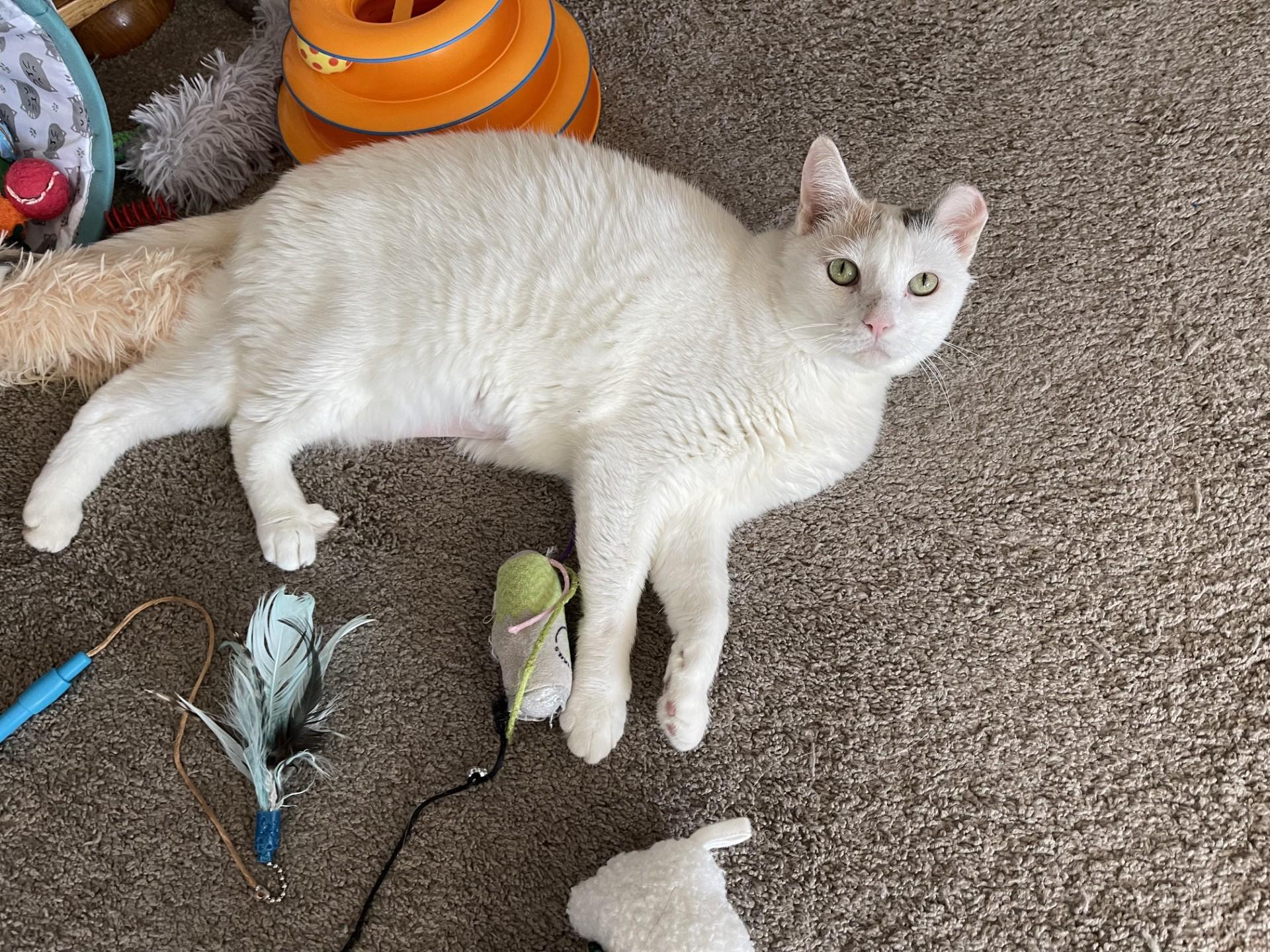 SNOWBALL, an adopted Domestic Short Hair in Grand Forks, ND image 3/4