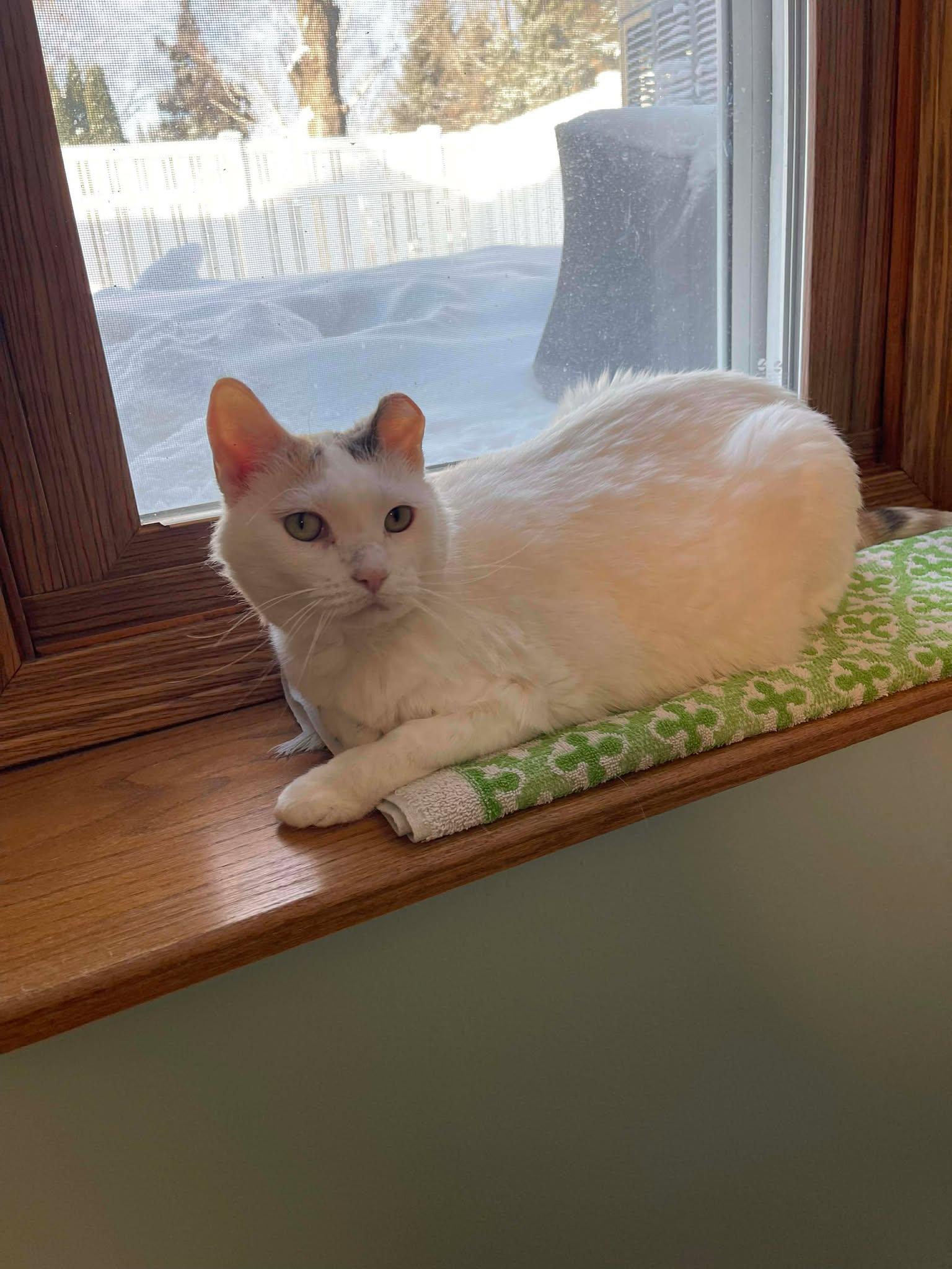 SNOWBALL, an adopted Domestic Short Hair in Grand Forks, ND image 2/4